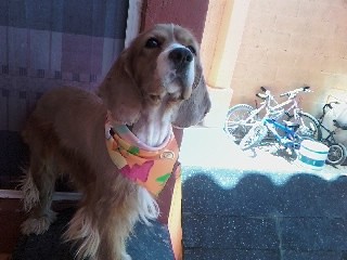 Es un perro guardian muy obediente y chiple. Es un perro guardian muy obediente y chiple.